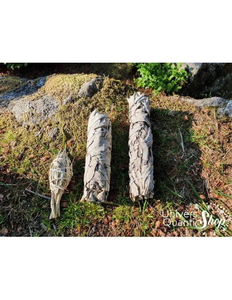 Sauge Blanche Amérindienne – Salvia Apiana – les Bâton Purificateur et ses 3 tailles différents