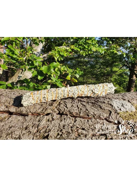 Sauge de Prairie – Artemisia Ludoviciana – Grand Bâton de Consécration Sauge de Prairie – Artemisia Ludoviciana – Grand Bâton de Consécration