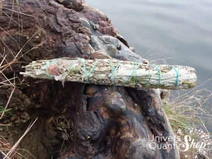 Armoise Artemisia Vulgaris – Grand Bâton des Rêves