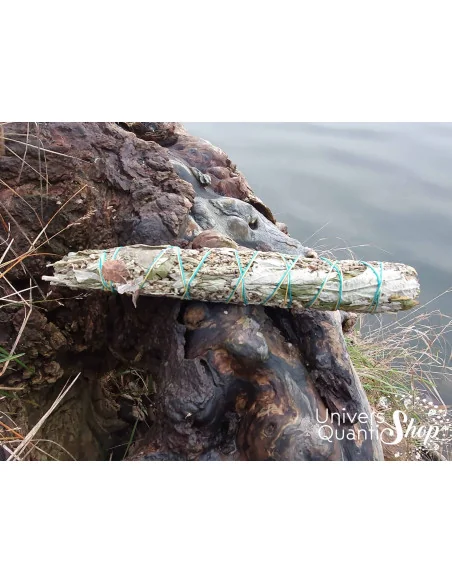 Armoise Artemisia Vulgaris – Grand Bâton des Rêves