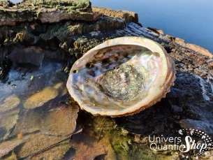 Coquille d’Ormeau – Oreille de Mer – 100% Naturelle dans la nature