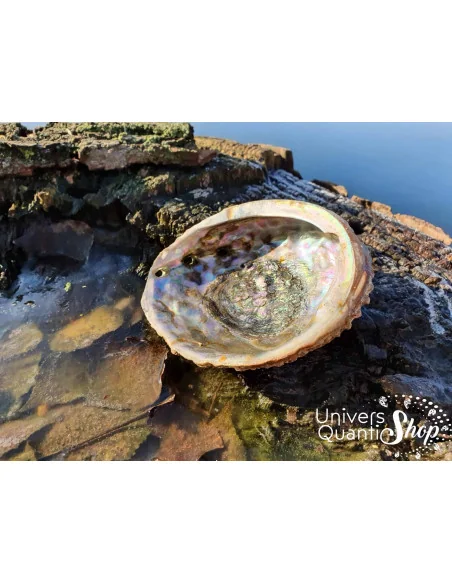 Coquille d'Ormeau, Abalone pour la fumigation d'herbes et encens