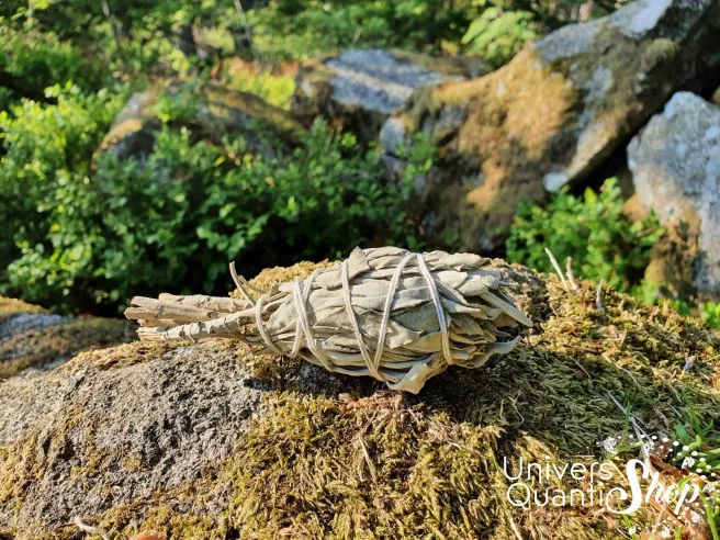 Sauge Blanche Amérindienne – Salvia Apiana – petit baton