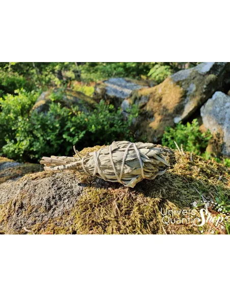 Sauge Blanche Amérindienne – Salvia Apiana – petit baton