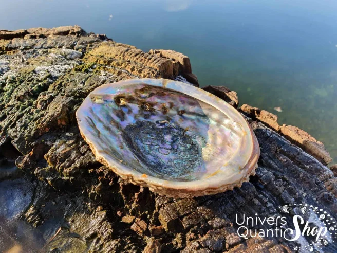 Coquille d’Ormeau – Oreille de Mer – 100% Naturelle posé en pleine nature