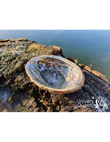 Coquille d’Ormeau – Oreille de Mer – 100% Naturelle posé en pleine nature Coquille d’Ormeau – Oreille de Mer – 100% Naturelle posé en pleine nature