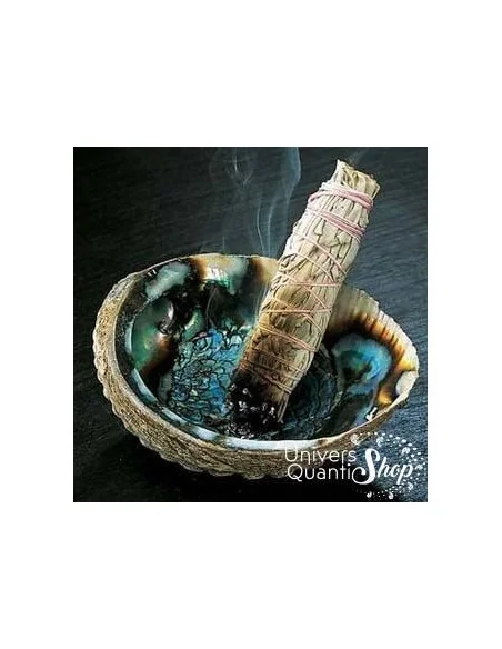 Coquille d’Ormeau – Oreille de Mer – 100% Naturelle avec une sauge qui fume Coquille d’Ormeau – Oreille de Mer – 100% Naturelle avec une sauge qui fume