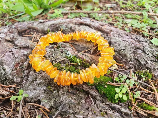 Bracelet ambre baltique jaune sur une écorce – Pierre de purification