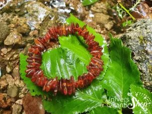 Bracelet ambre baltique cognac – pierre de purification