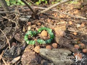 Bracelet Jade Néphrite – soulage les migraines – Qualité AA – Baroque