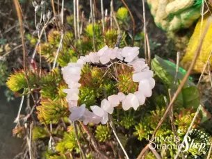 Bracelet Quartz Rose – encourage au pardon – Qualité A – Baroque