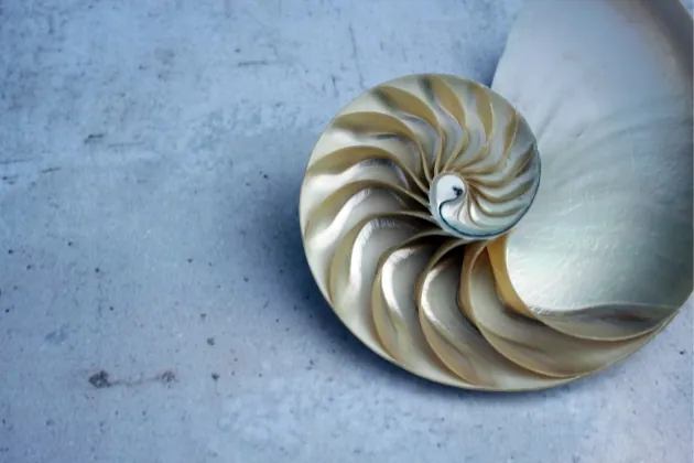 nombre d'or dans la nature, coquille de nautilus