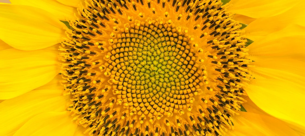 suite fibonacci nombre d'or, fleurons tournesol en gros plan
