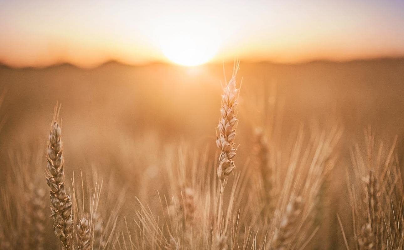 sabbat lughnasadh couper champ de blé pour celebrer cette fete celte
