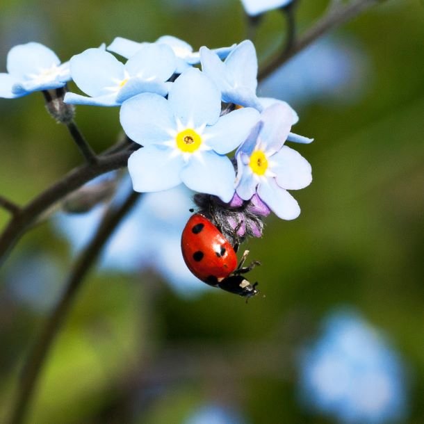 Pourquoi la coccinelle porte bonheur ?